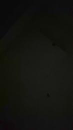 Bassking1993 webcam model stream image