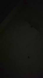 Bassking1993 webcam model stream image