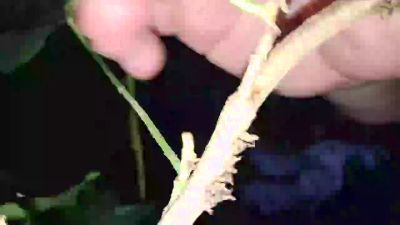 TonBossActif webcam model stream image