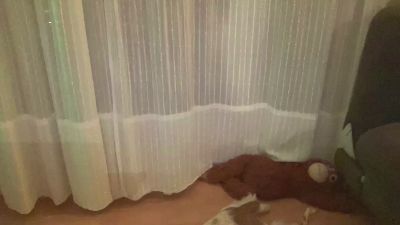 CalipoMad webcam model stream image
