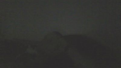 Steven_Prince87 webcam model stream image