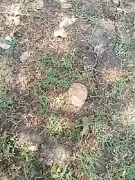 bairobunde webcam stripchat model stream image