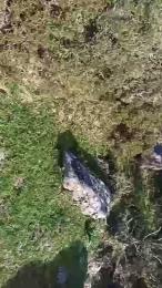 gutig_14 webcam cam4 model stream image