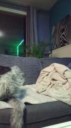 tomsauwer webcam model stream image