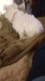 amm4848 webcam model stream image