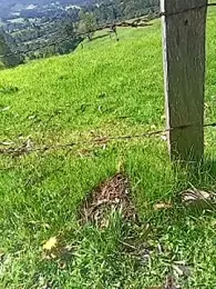 Cuervo_maniaco webcam model stream image