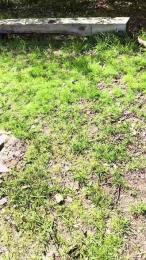 BlueEye_Girl webcam cam4 model stream image