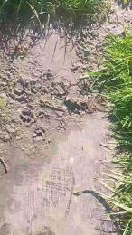 carolvxxx webcam model stream image