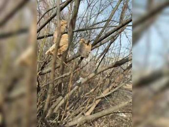 GAVKA_ bongacams stream image, 10.03.2025 08:40